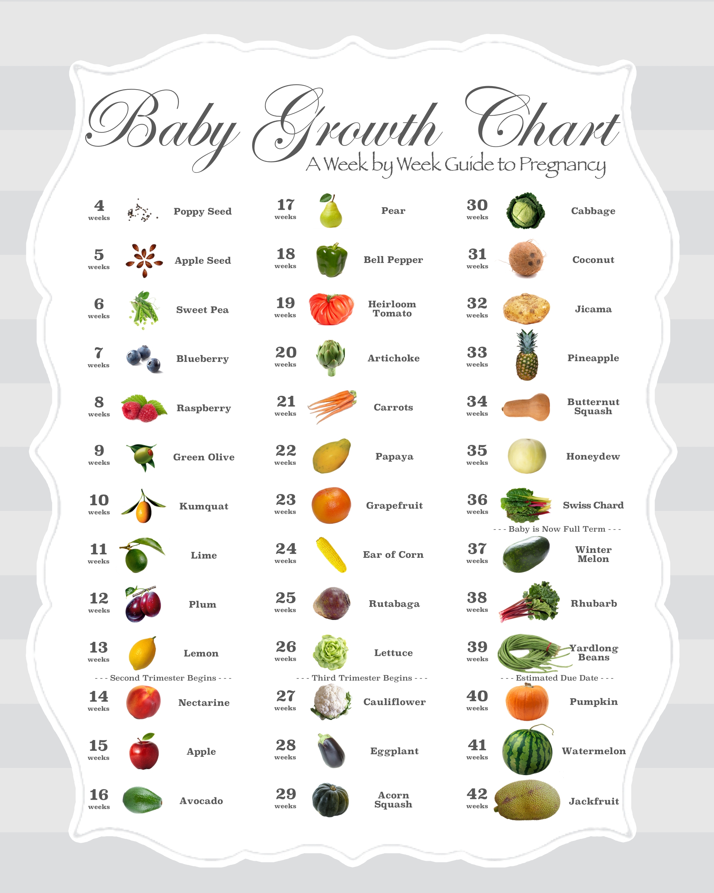 Pin On Baby Size Charts And Timelines