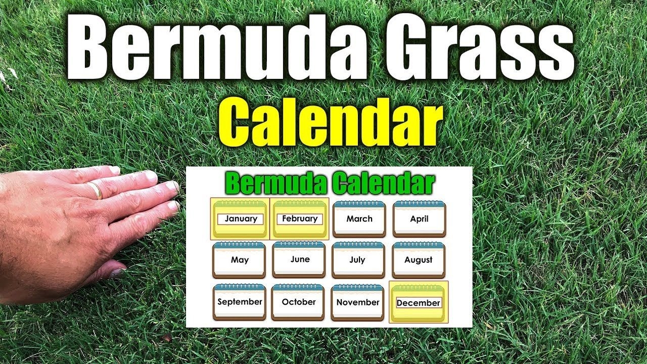 Bermuda Grass Calendar