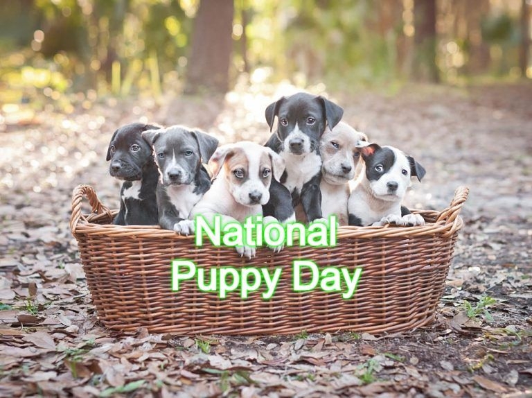 National Puppy Day 2022 - When, Where And Why It Is