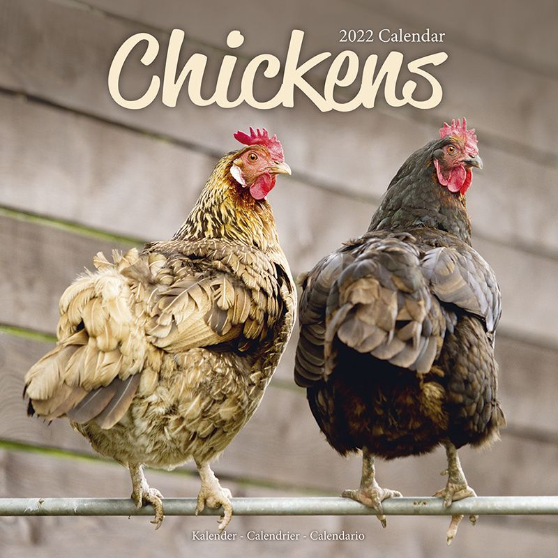 Chicken Calendar 2022 Buy? | Simply Order Online