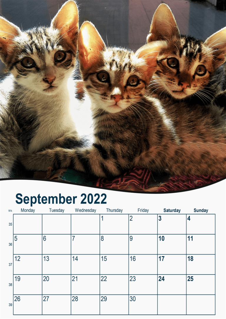 Cute Kittens 2022 Calendar Personalised - Personaprint.co.uk