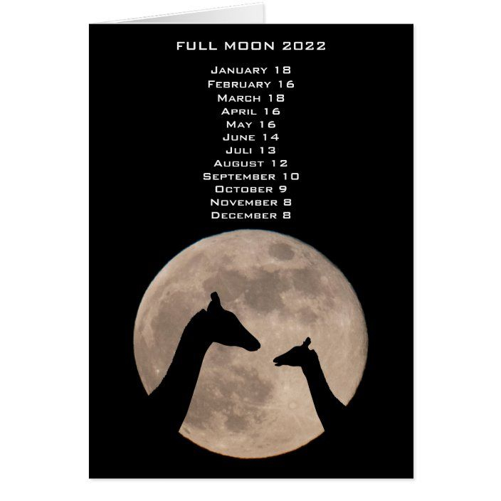 Full Moon Dates Giraffes Calendar 2022 | Zazzle