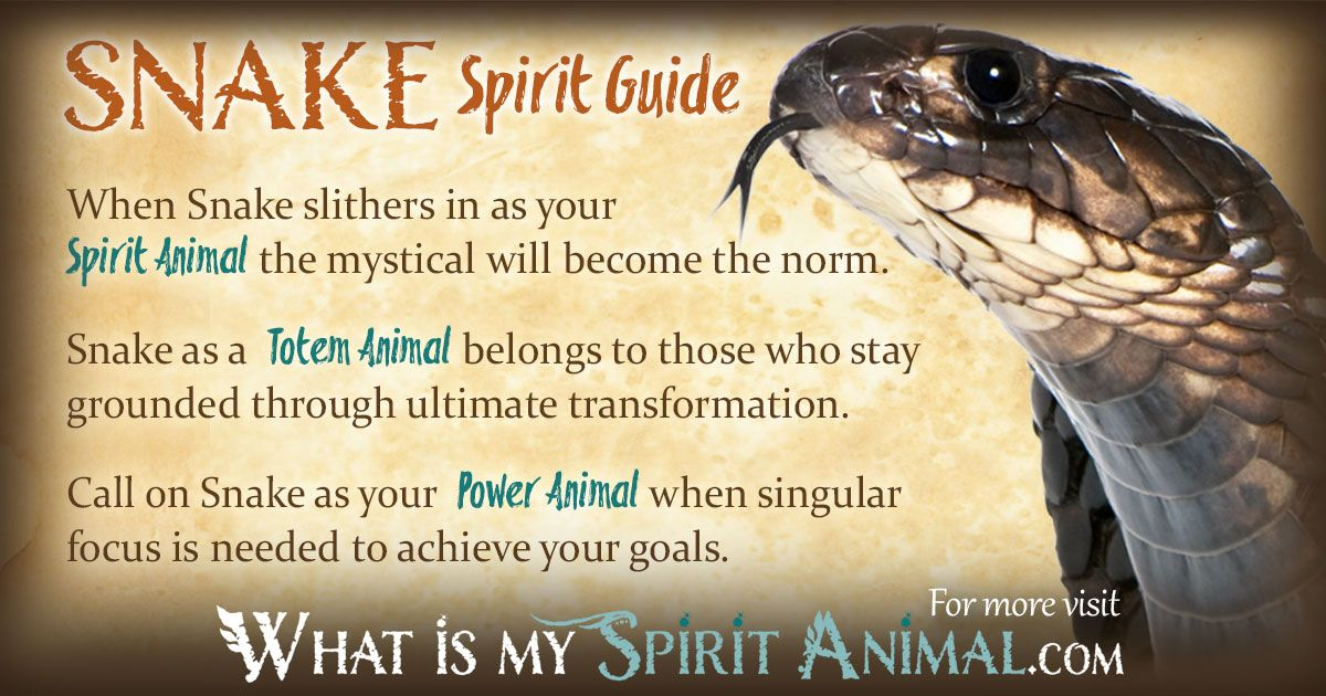 Snake Symbolism &amp; Meaning | Spirit, Totem &amp; Power Animal