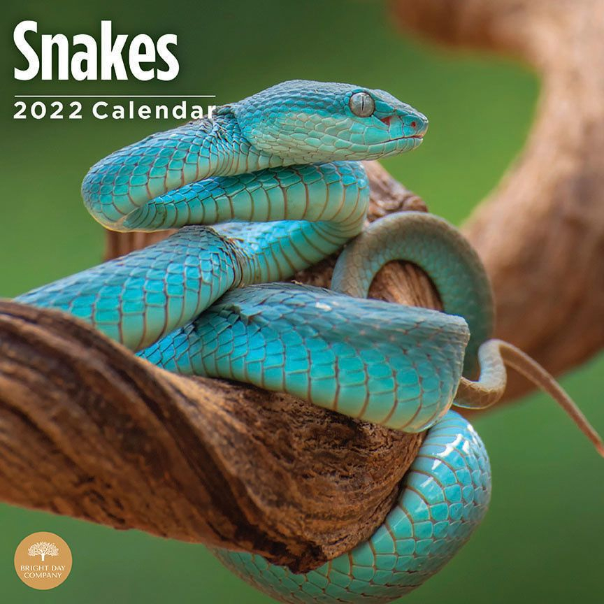 Snakes Calendar 2022 Buy? | Simply Order Online