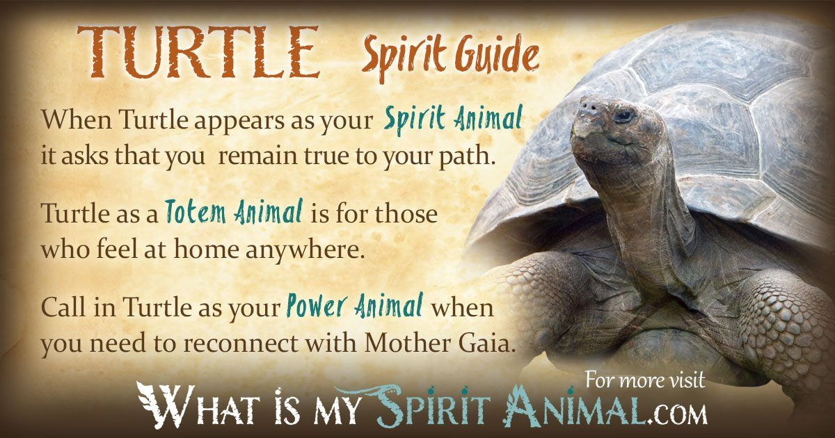 Turtle Symbolism &amp; Meaning | Spirit, Totem &amp; Power Animal